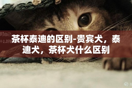茶杯泰迪的區別-貴賓犬，泰迪犬，茶杯犬什么區別