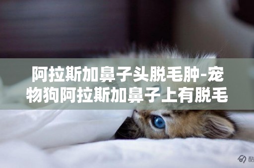 阿拉斯加鼻子頭脫毛腫-寵物狗阿拉斯加鼻子上有脫毛有圖片，幫看看時什么病。