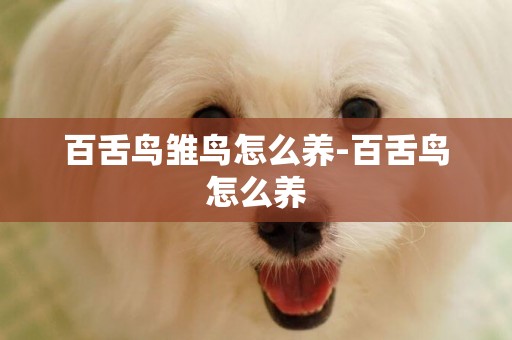 百舌鳥雛鳥怎么養-百舌鳥怎么養