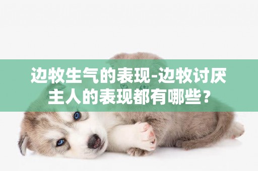 邊牧生氣的表現-邊牧討厭主人的表現都有哪些？