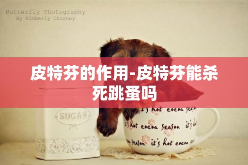 皮特芬的作用-皮特芬能殺死跳蚤嗎