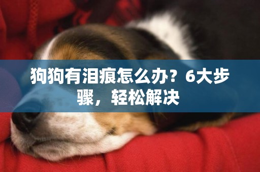 狗狗有淚痕怎么辦？6大步驟，輕松解決 