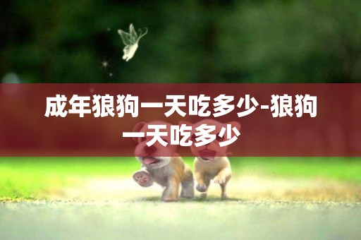 成年狼狗一天吃多少-狼狗一天吃多少