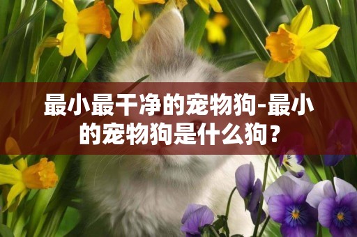 最小最干凈的寵物狗-最小的寵物狗是什么狗？