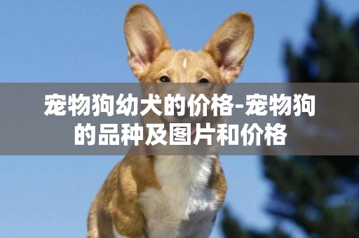 寵物狗幼犬的價格-寵物狗的品種及圖片和價格