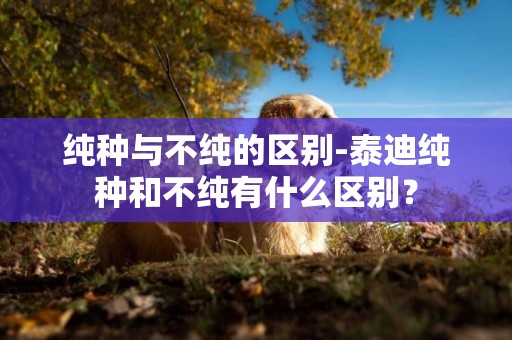 純種與不純的區別-泰迪純種和不純有什么區別？