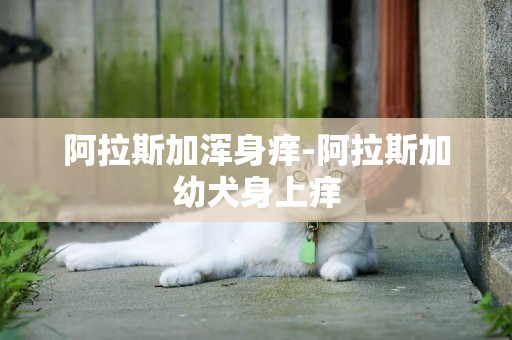 阿拉斯加渾身癢-阿拉斯加幼犬身上癢