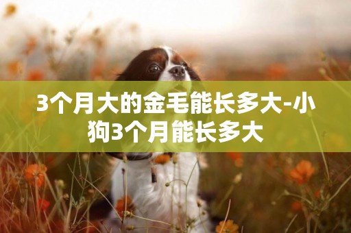 3個月大的金毛能長多大-小狗3個月能長多大