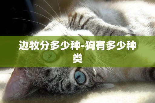 邊牧分多少種-狗有多少種類
