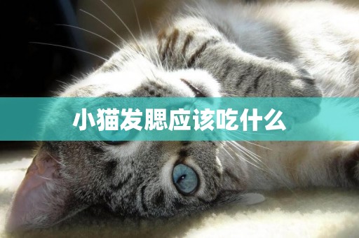 小貓發腮應該吃什么