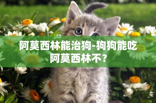 阿莫西林能治狗-狗狗能吃阿莫西林不？