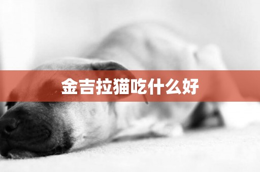 金吉拉貓吃什么好