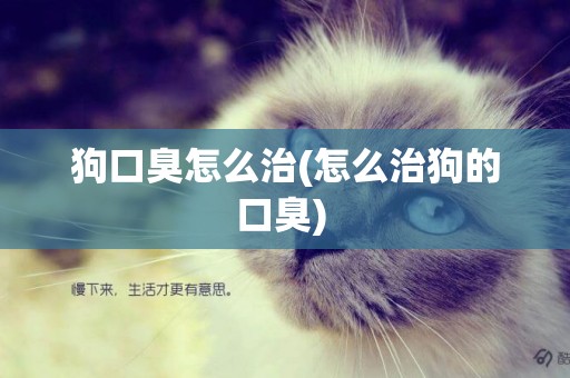 狗口臭怎么治(怎么治狗的口臭) 