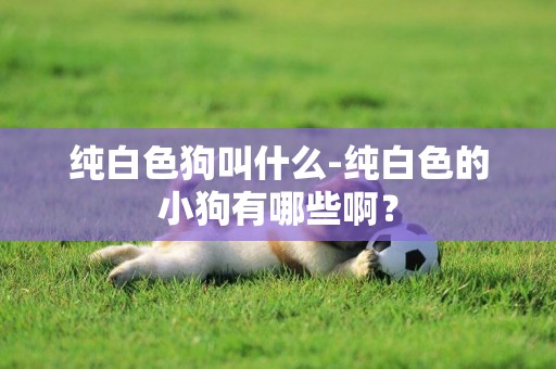 純白色狗叫什么-純白色的小狗有哪些啊？