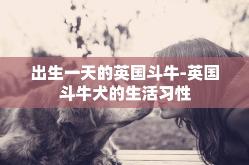 出生一天的英國斗牛-英國斗牛犬的生活習性