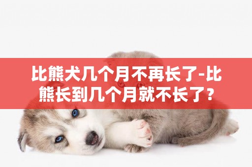 比熊犬幾個月不再長了-比熊長到幾個月就不長了？