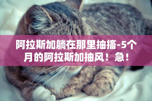 阿拉斯加躺在那里抽搐-5個月的阿拉斯加抽風！急！