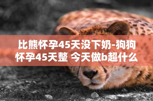 比熊懷孕45天沒下奶-狗狗懷孕45天整 今天做b超什么都沒