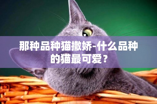 那種品種貓撒嬌-什么品種的貓最可愛？