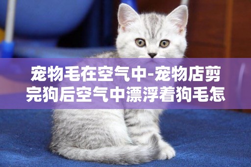寵物毛在空氣中-寵物店剪完狗后空氣中漂浮著狗毛怎么辦