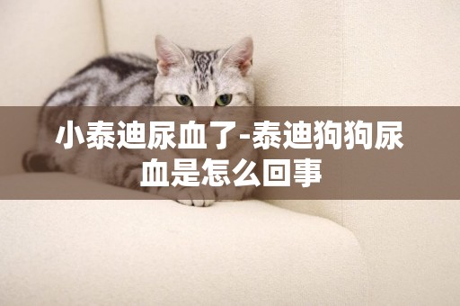 小泰迪尿血了-泰迪狗狗尿血是怎么回事
