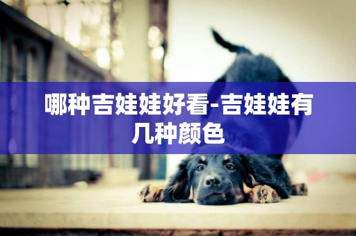 哪種吉娃娃好看-吉娃娃有幾種顏色