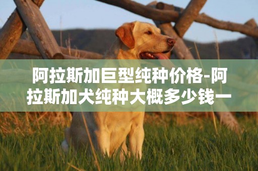 阿拉斯加巨型純種價格-阿拉斯加犬純種大概多少錢一只