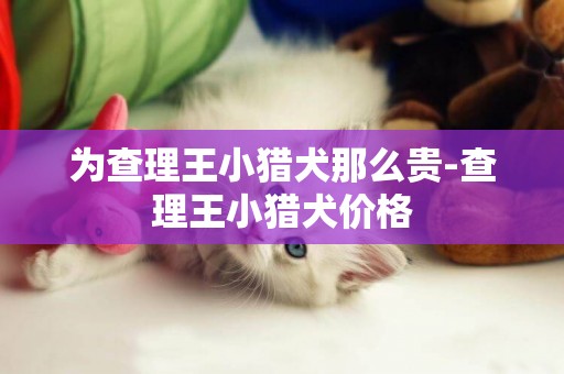 為查理王小獵犬那么貴-查理王小獵犬價格