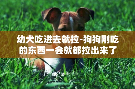 幼犬吃進去就拉-狗狗剛吃的東西一會就都拉出來了