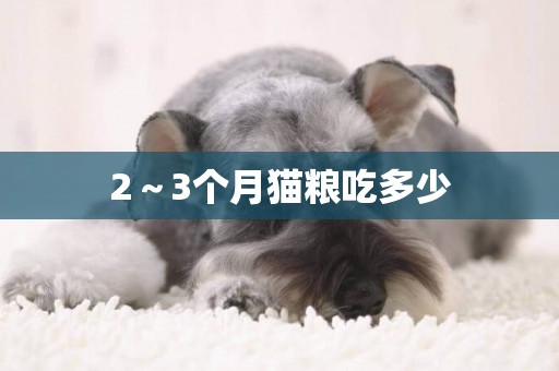 2～3個月貓糧吃多少
