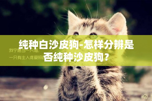 純種白沙皮狗-怎樣分辨是否純種沙皮狗？