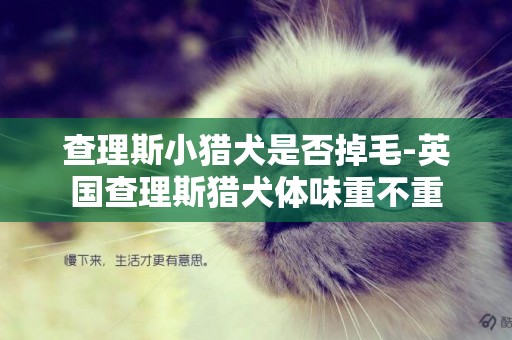 查理斯小獵犬是否掉毛-英國查理斯獵犬體味重不重