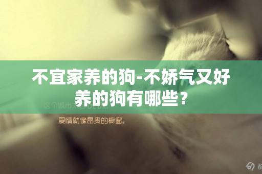 不宜家養的狗-不嬌氣又好養的狗有哪些？