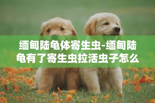 緬甸陸龜體寄生蟲-緬甸陸龜有了寄生蟲拉活蟲子怎么辦啊！？