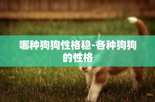 哪種狗狗性格穩-各種狗狗的性格