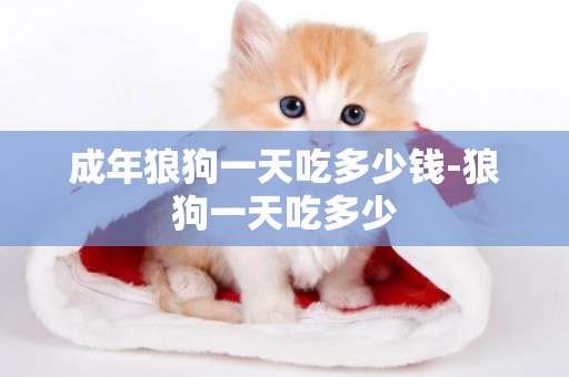 成年狼狗一天吃多少錢-狼狗一天吃多少