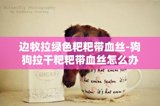 邊牧拉綠色粑粑帶血絲-狗狗拉干粑粑帶血絲怎么辦