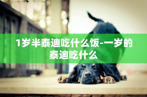 1歲半泰迪吃什么飯-一歲的泰迪吃什么