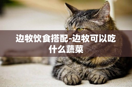 邊牧飲食搭配-邊牧可以吃什么蔬菜