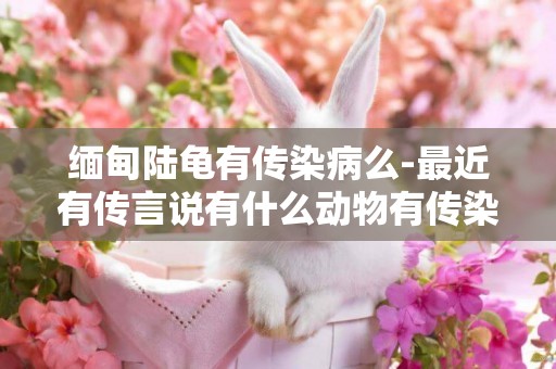 緬甸陸龜有傳染病么-最近有傳言說有什么動物有傳染病的嗎?