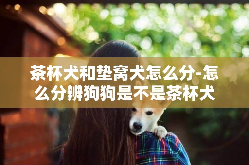 茶杯犬和墊窩犬怎么分-怎么分辨狗狗是不是茶杯犬