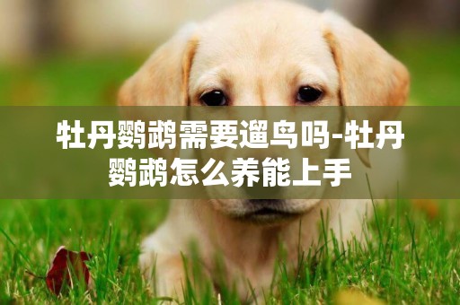 牡丹鸚鵡需要遛鳥嗎-牡丹鸚鵡怎么養能上手