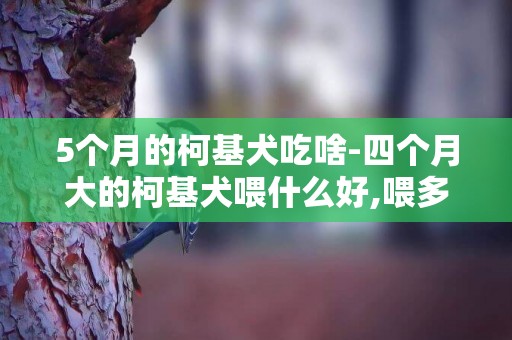 5個月的柯基犬吃啥-四個月大的柯基犬喂什么好,喂多少