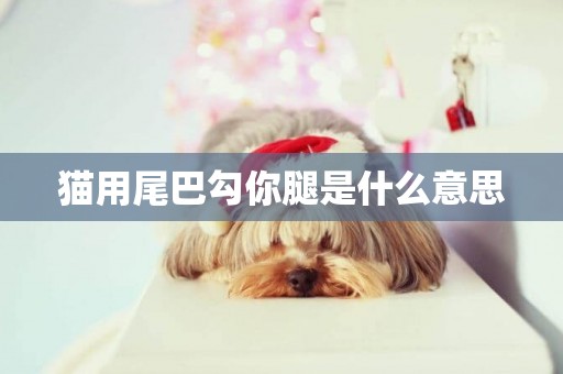 貓用尾巴勾你腿是什么意思