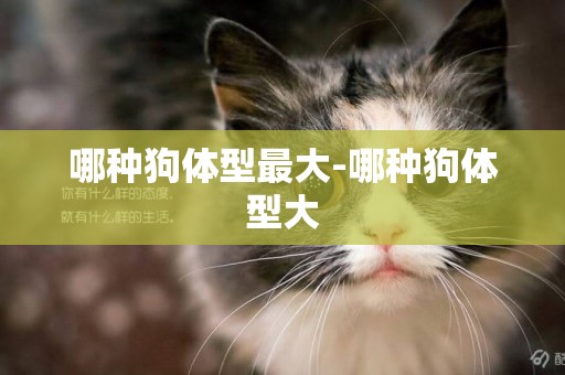 哪種狗體型最大-哪種狗體型大