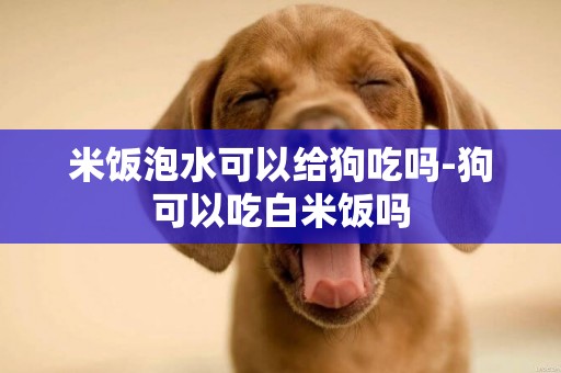 米飯泡水可以給狗吃嗎-狗可以吃白米飯嗎