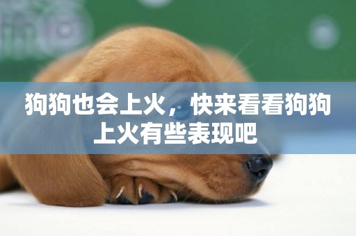 狗狗也會上火，快來看看狗狗上火有些表現吧 
