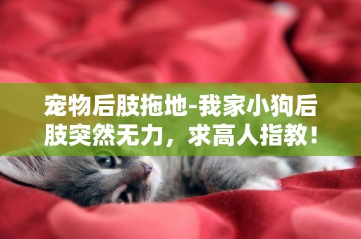 寵物后肢拖地-我家小狗后肢突然無力，求高人指教！急啊！