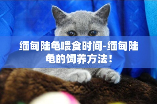 緬甸陸龜喂食時間-緬甸陸龜的飼養方法！