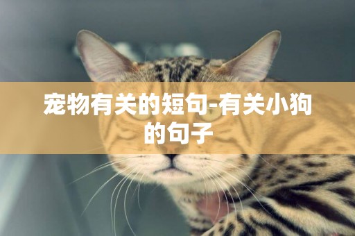 寵物有關的短句-有關小狗的句子